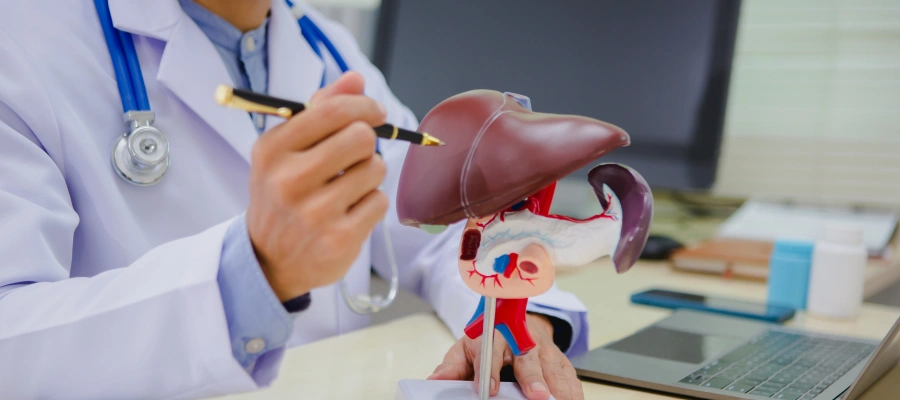 Image of a doctor pointing to a liver model while explaining alcohol metabolism and its breakdown in the bod